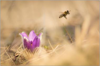 Včela medonosná B - 40x60 - plakát