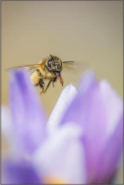 Včela medonosná E - 60x90 - plátno
