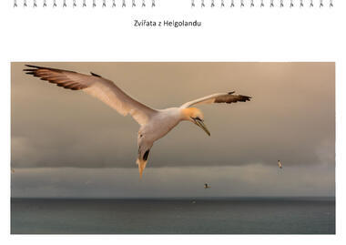Kalendář A4 Zvířata z Helgolandu 2022 A