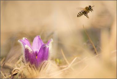 Včela medonosná B - 60x90 - plátno