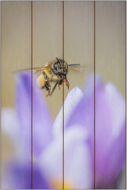 Včela medonosná E - 40x60 - dřevo