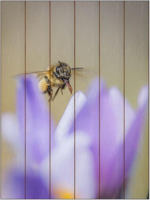 Včela medonosná E - 60x80 - plátno