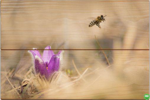 Včela medonosná B - 20x30 - dřevo