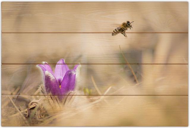 Včela medonosná B - 40x60 - dřevo