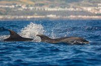 Proč navštívit Azorské ostrovy - část 4: Plavání s delfíny - Lencis.cz